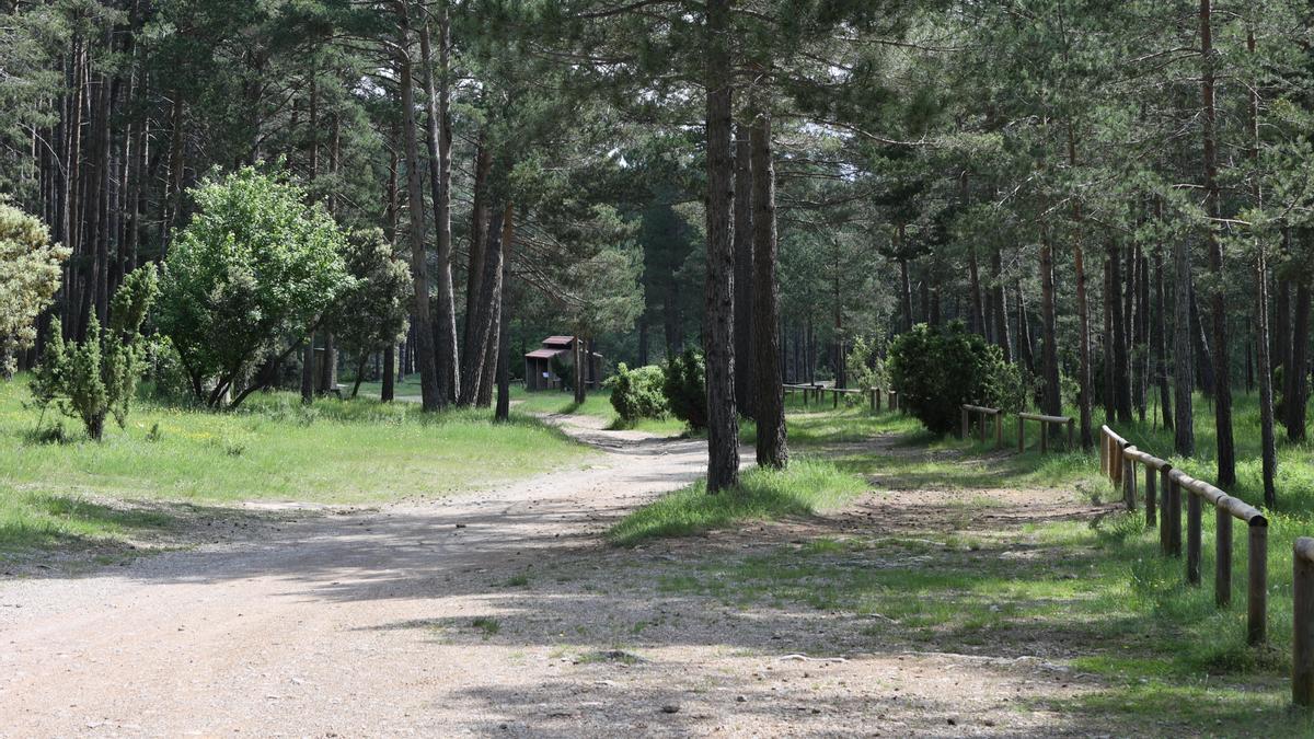 El Planàs está ubicado en el parque natural del Penyagolosa bajo una extensa zona de pinada.