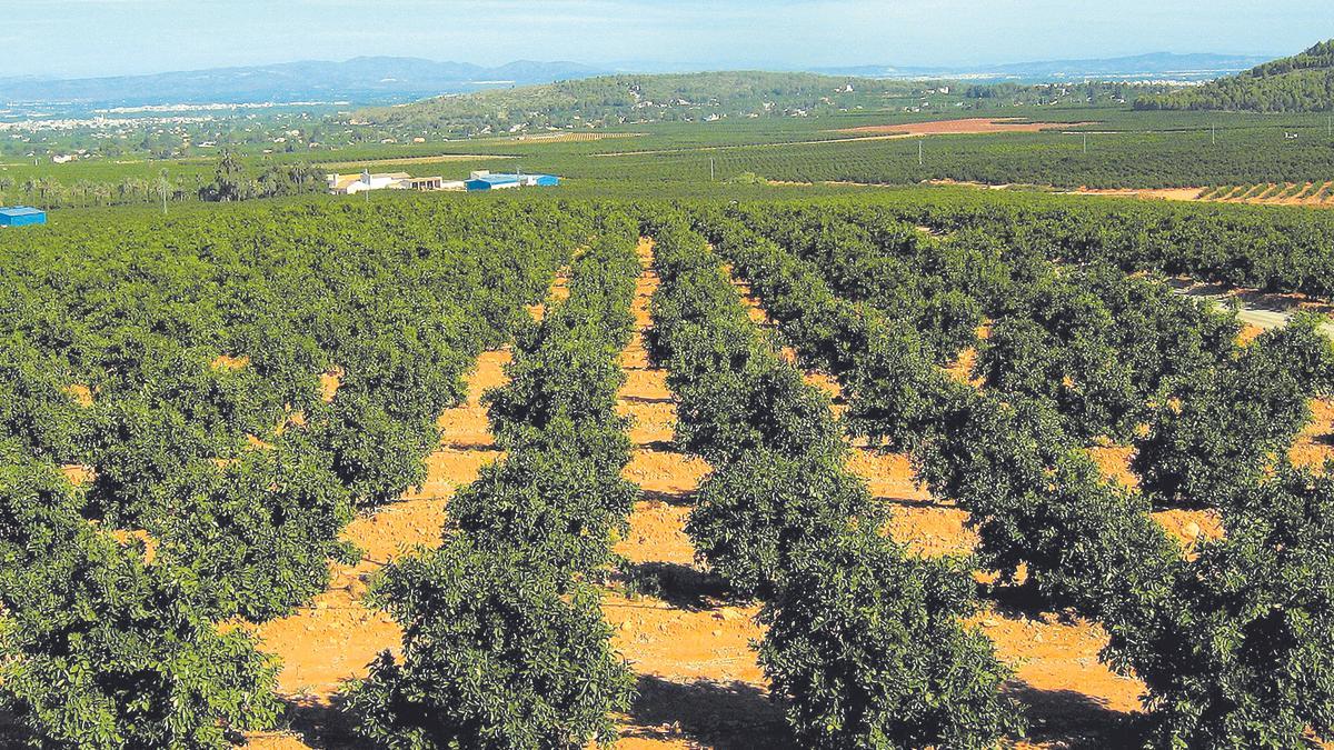 Vista aérea de una finca de cítricos en La Safor.