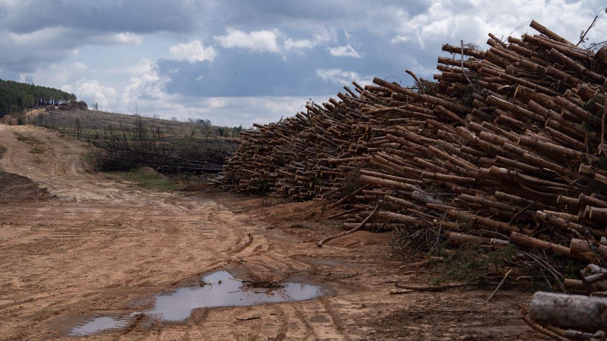 Madera quemada.