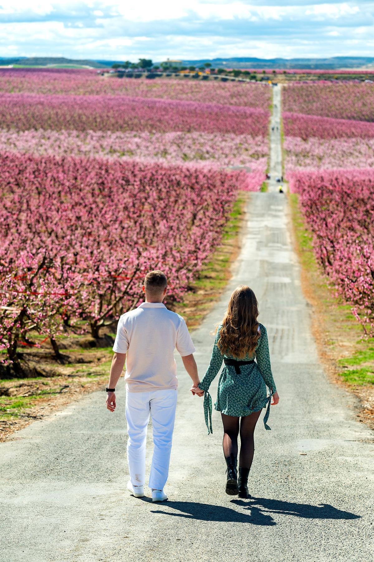 El espectáculo de la floración de los frutales en el Baix Segria, Lleida