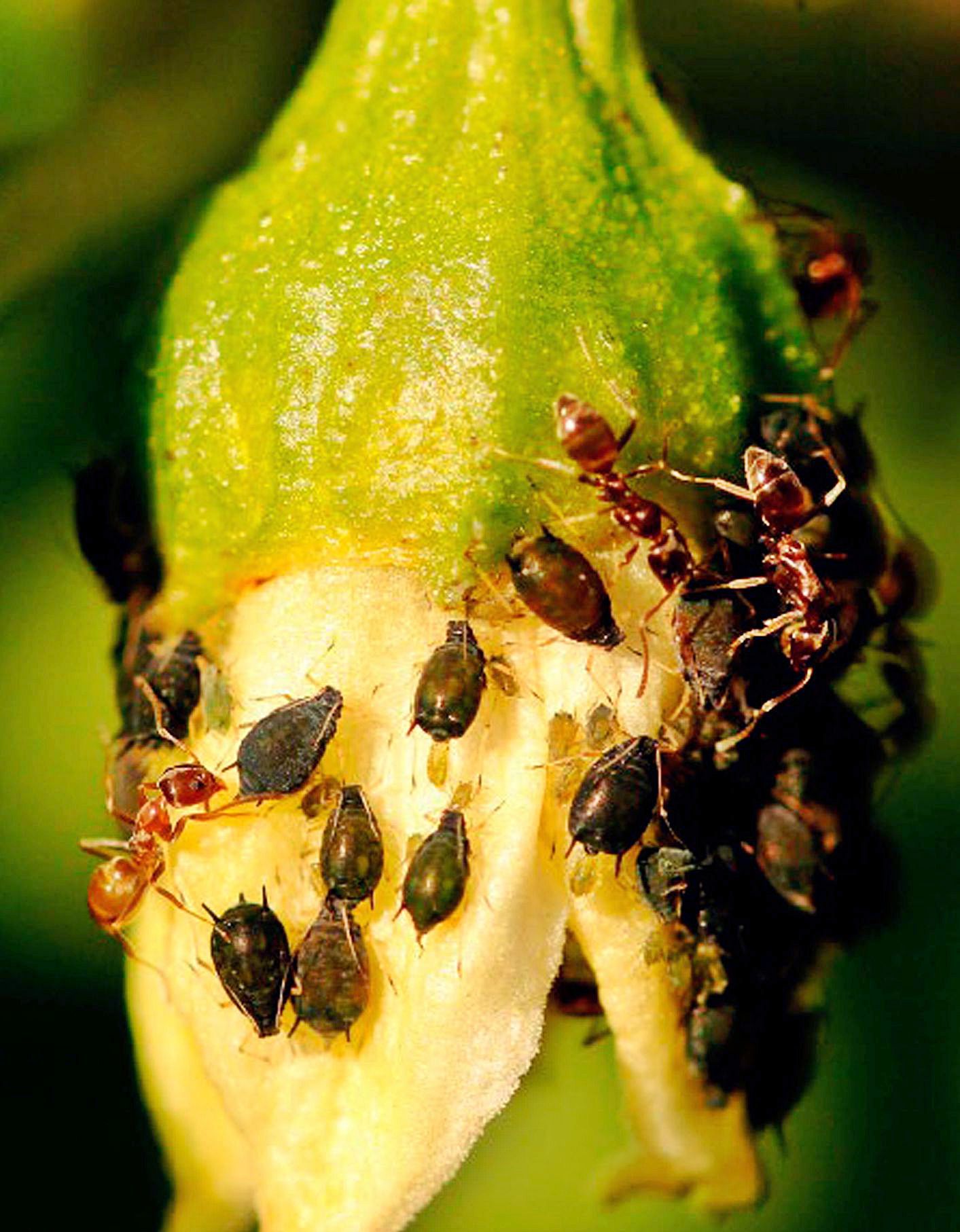 Obreras de hormiga argentina cuidando y “ordeñando” pulgones en una planta de pimiento. 