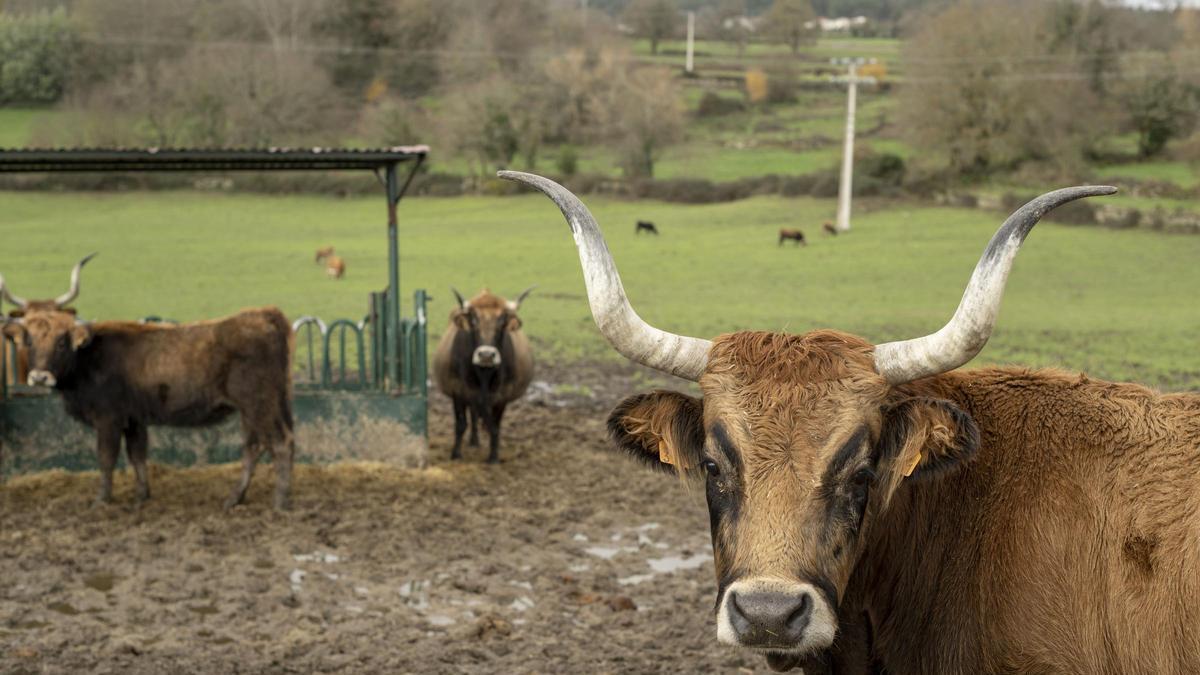 Varias vacas en una finca en el concello de Coles (Ourense).