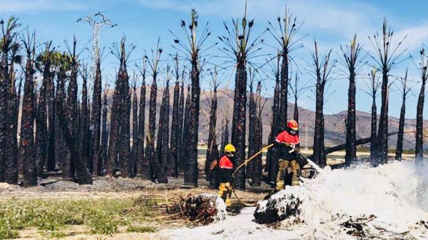 Un incendio calcina más de 500 palmeras en Los Desamparados
