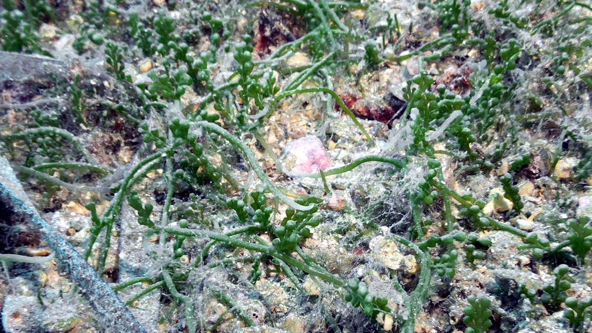 Detall de l&#039;alga exòtica que s&#039;ha detectat a la reserva de les Medes i a la zona de Cala Montgó
