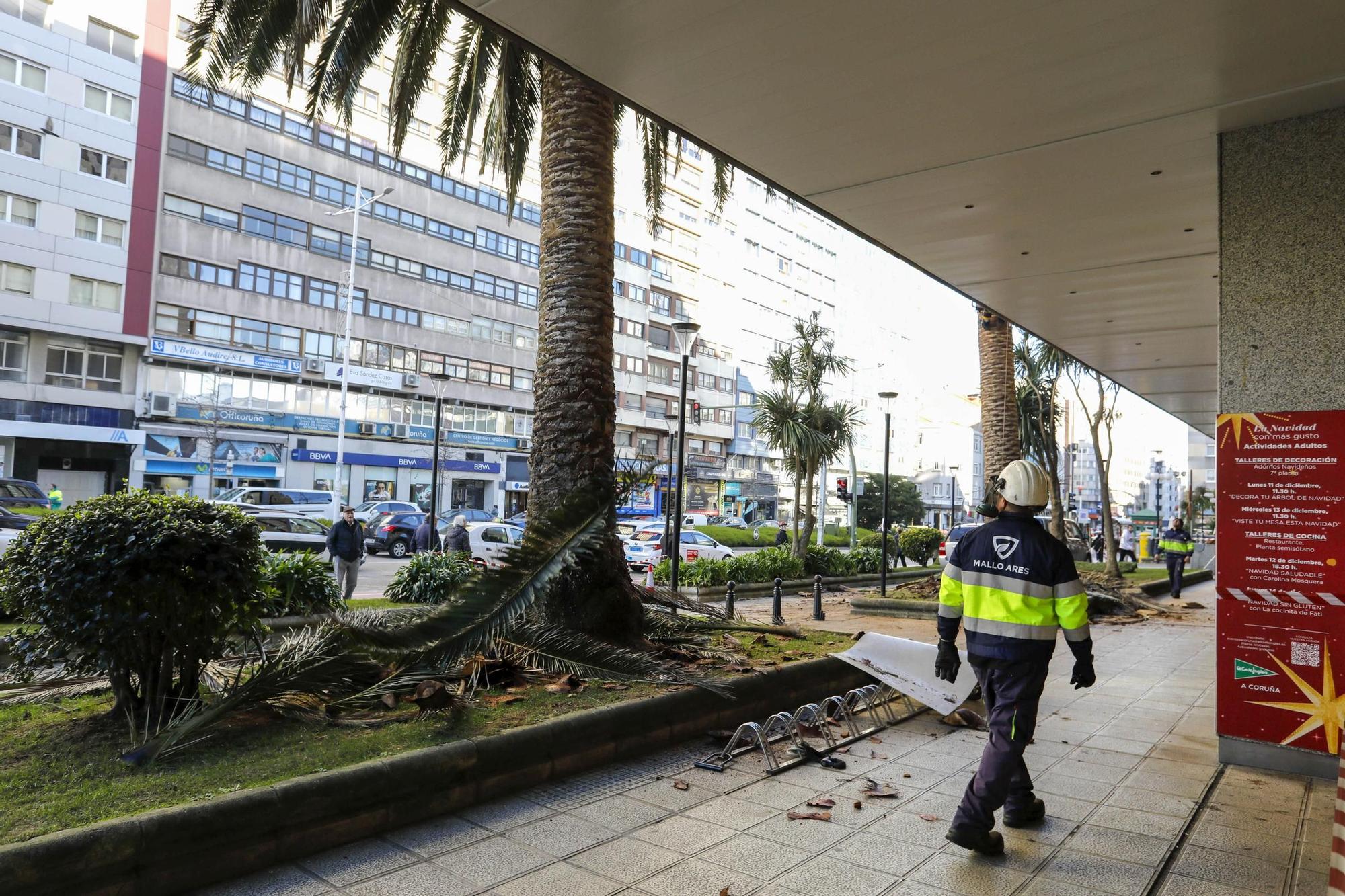 El Corte Inglés de A Coruña tala sus palmeras por el picudo rojo