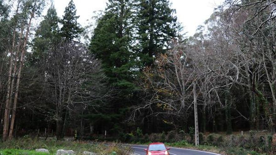 La finca de Forqueiros, en Beluso. En el centro las enormes secuoyas y se puede apreciar la diferencia de altura con el resto de árboles./ G.N.