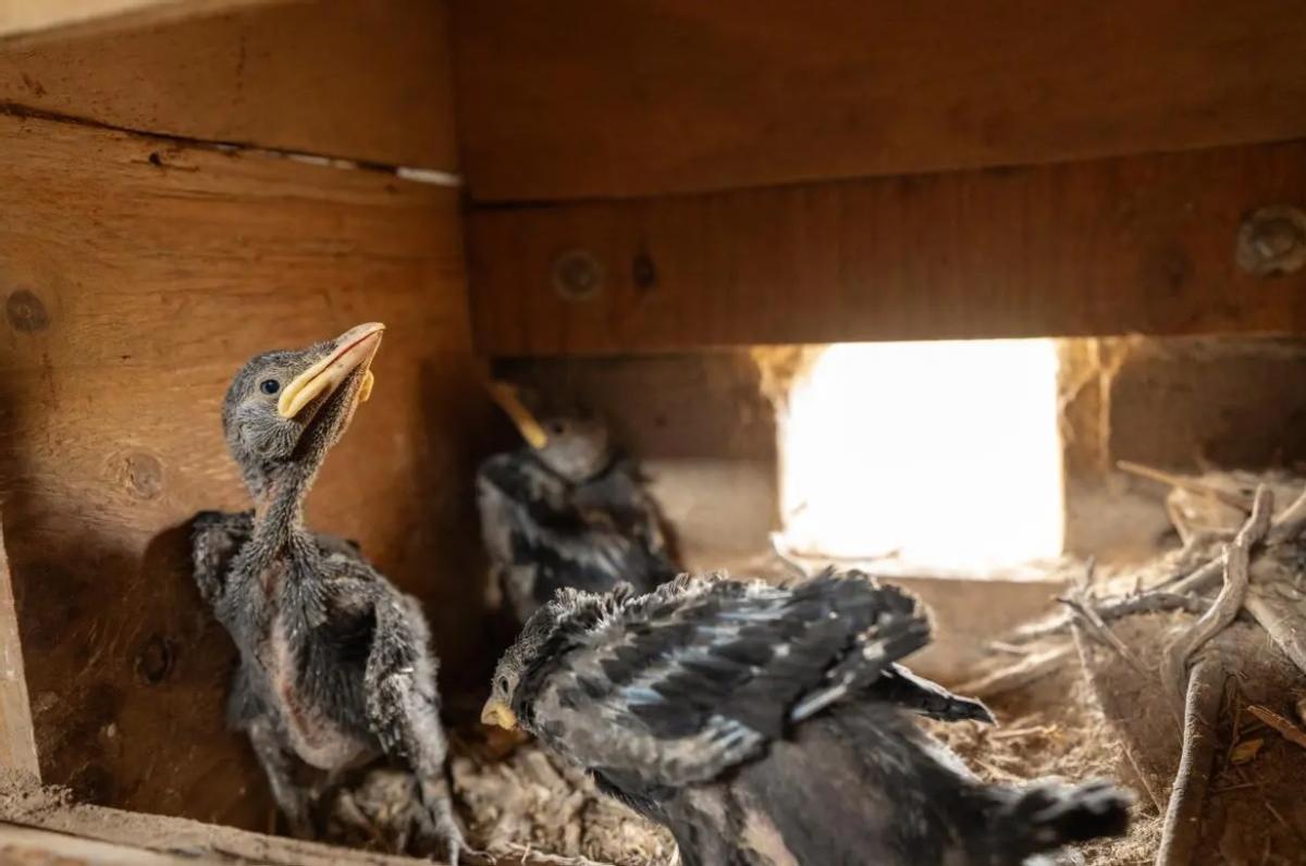 Crías de corneja (Corvus monedula) estudiadas gracias a un sistema de micro ordenadores y sensores digitales.