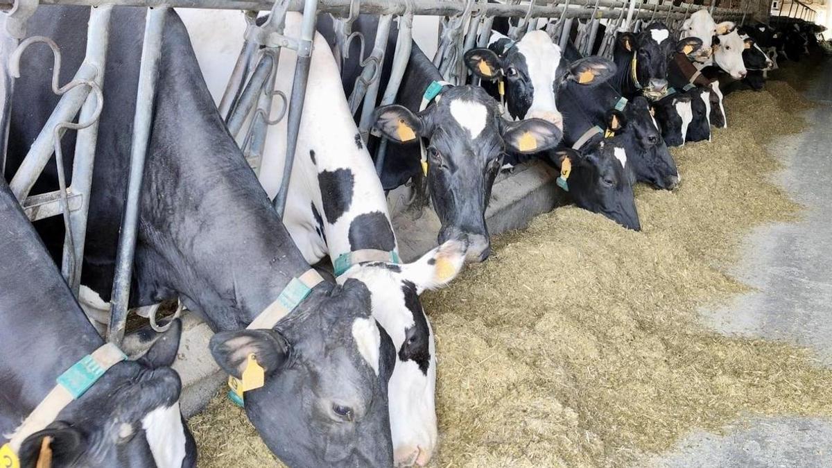 Vacas en una granja en Melide