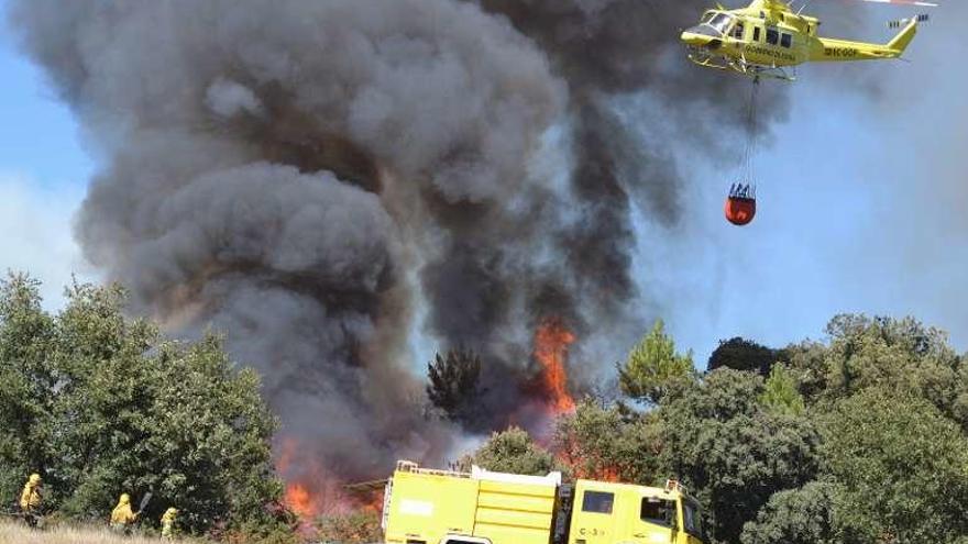 La superficie arbolada, también afectada por el fuego.