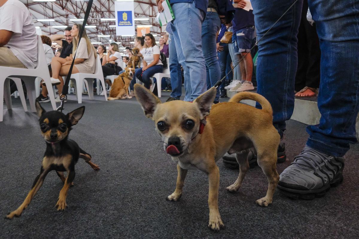 Feria Animundo