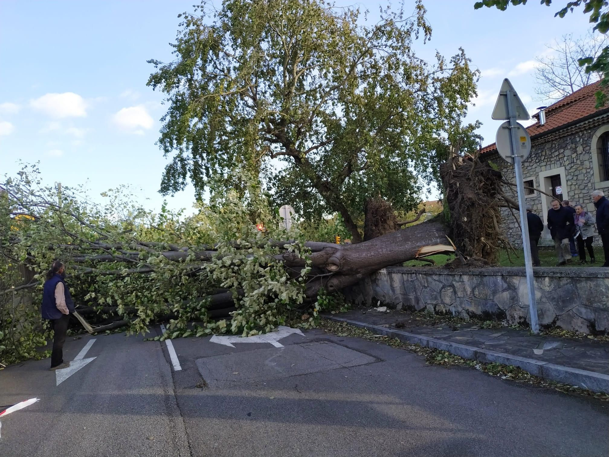 Un gran árbol cae sobre un paso de peatones en San Bernardo (Gijón)