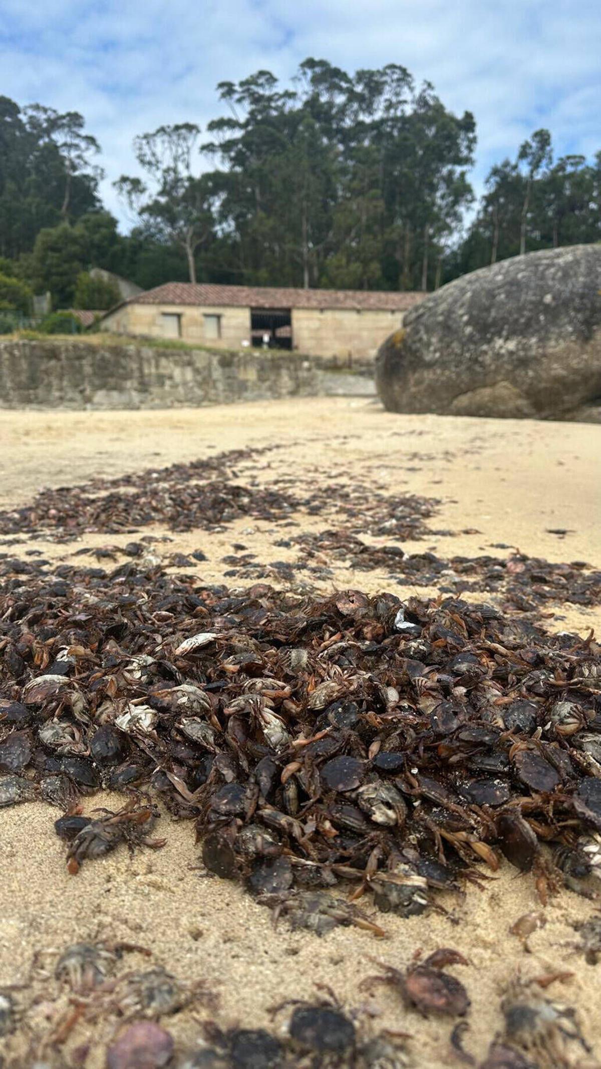 CANGREJOS MUERTOS EN MOURISCA CANGREJOS MUERTOS EN MOURISCA