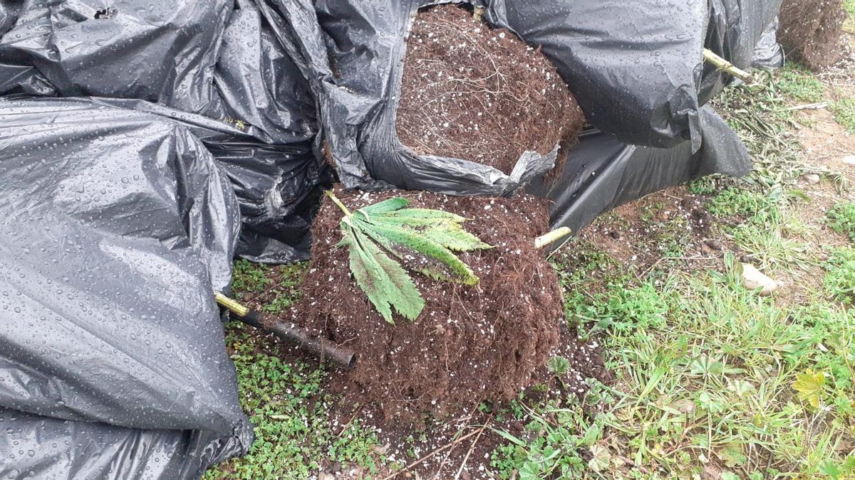 Todas las bolsas de basura contenían restos de plantas de marihuana.