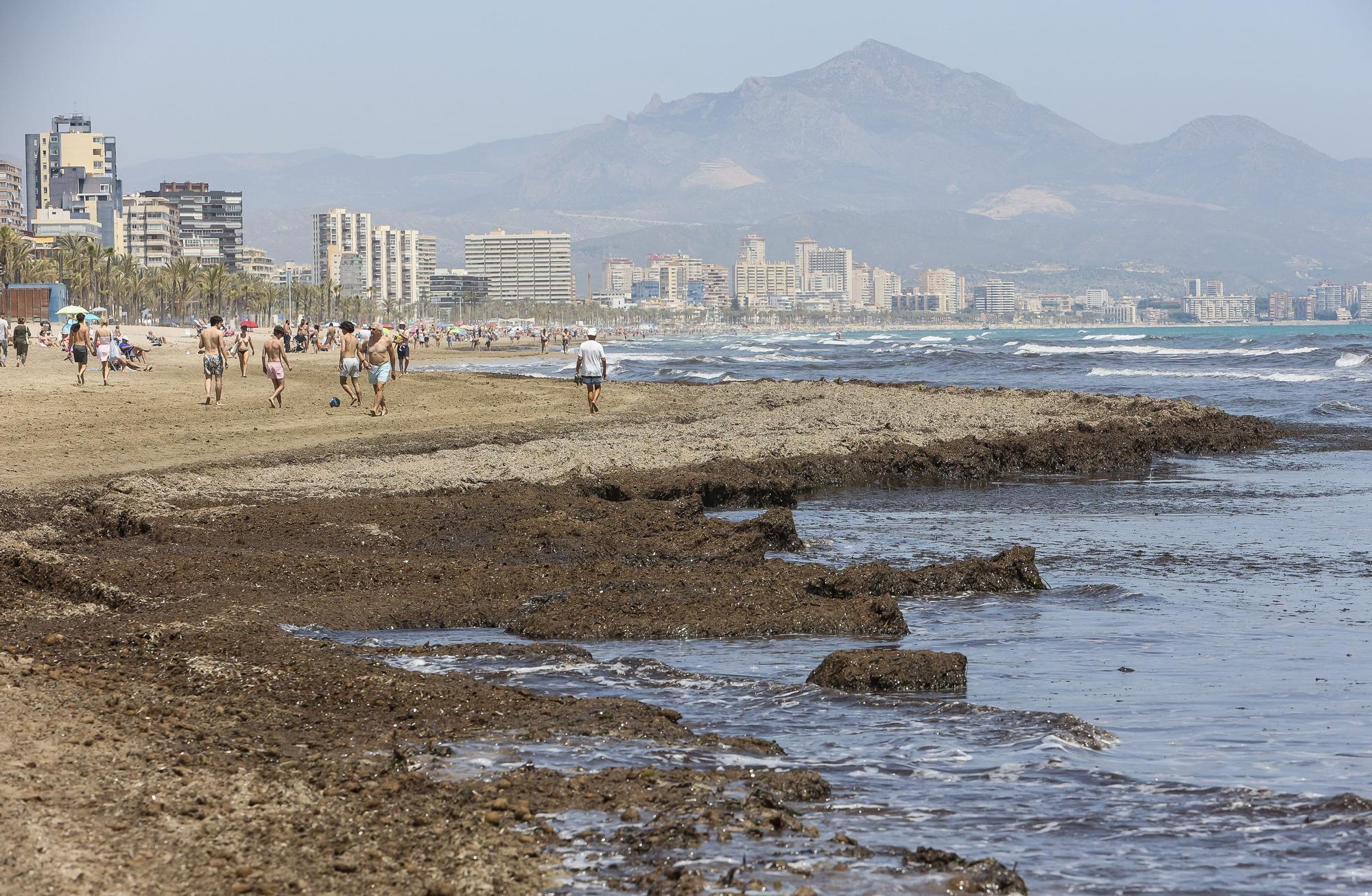 Playas preparadas para la temporada alta en Alicante (2022)