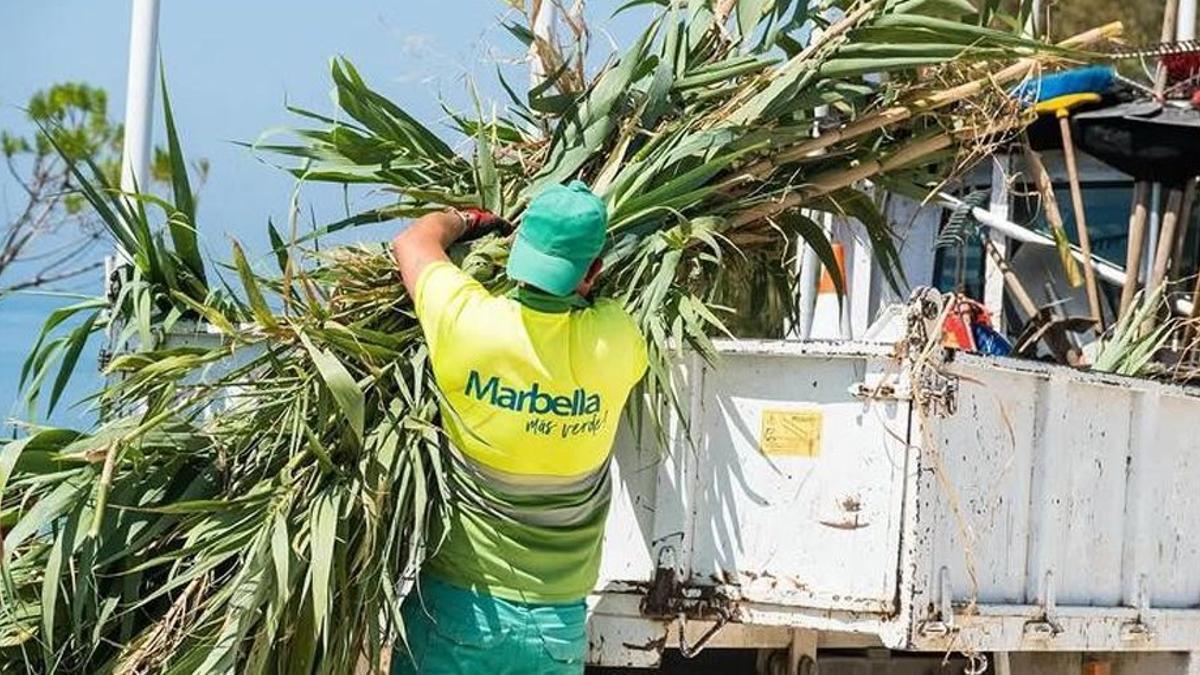 Un trabajador municipal hace acopio de restos de podas