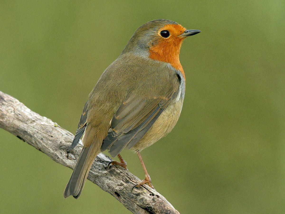 El petirrojo suele estar en el suelo buscando insectos.