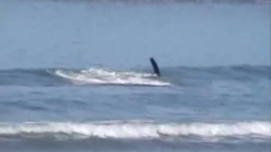 Una orca ataca a un tiburón en Nueva Zelanda