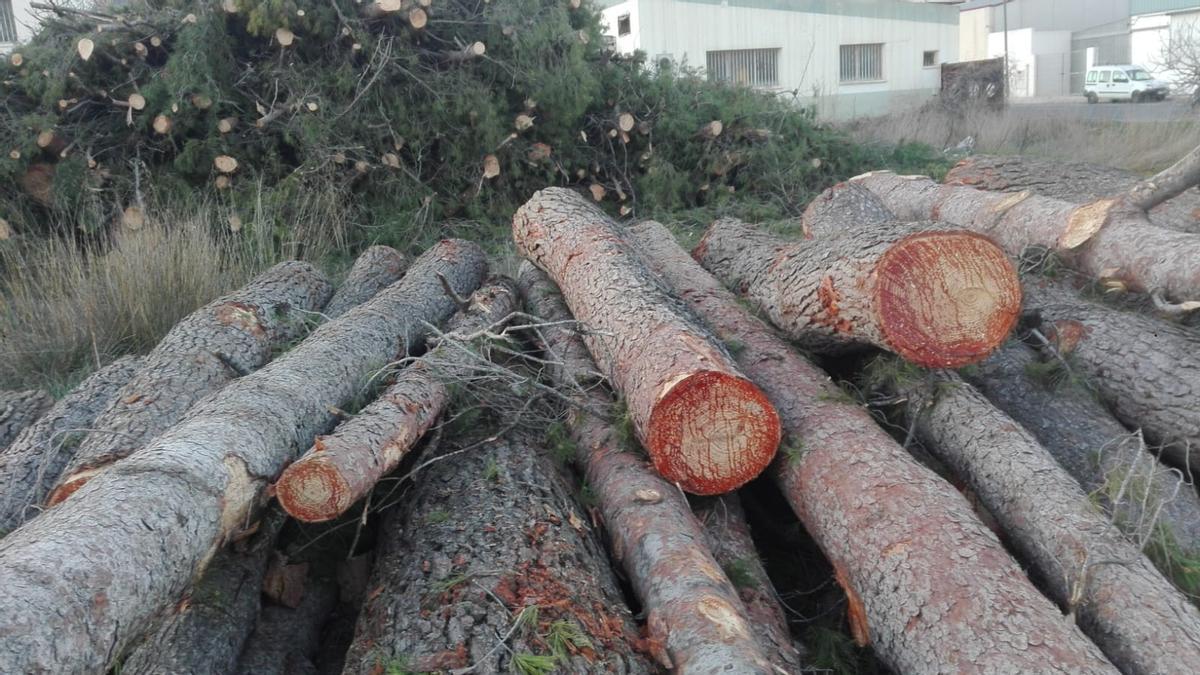 Los troncos de los pinos talados en Salinas.