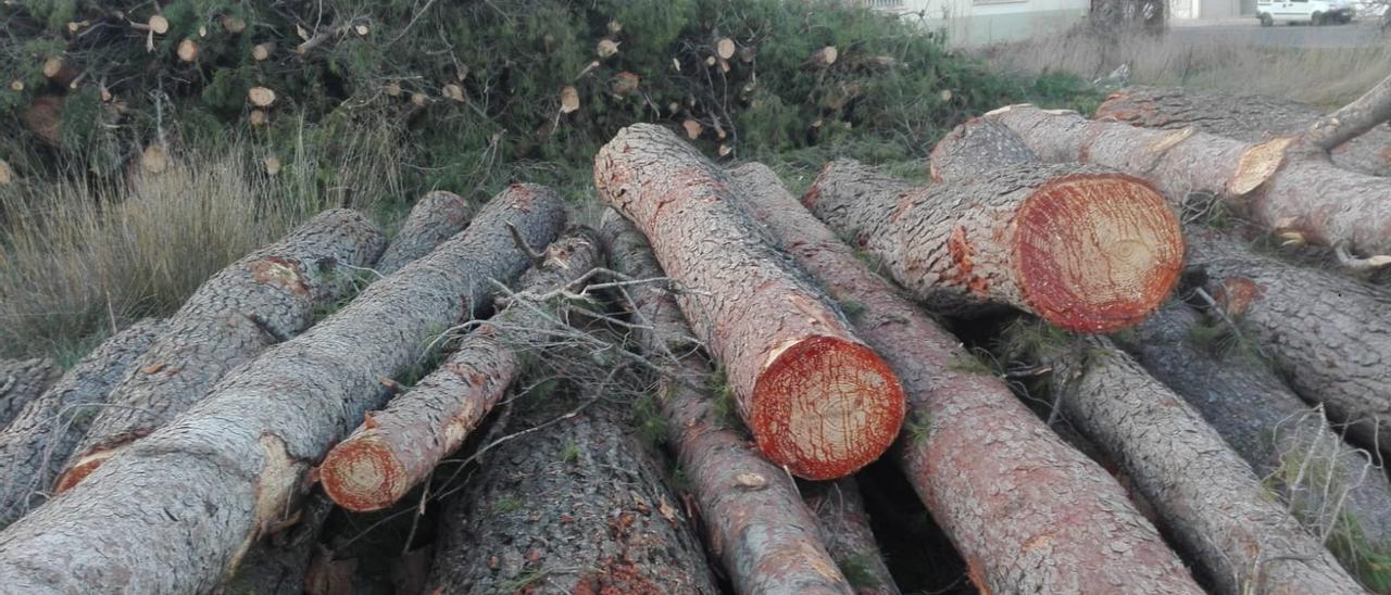 Troncos de pinos talados en Salinas.