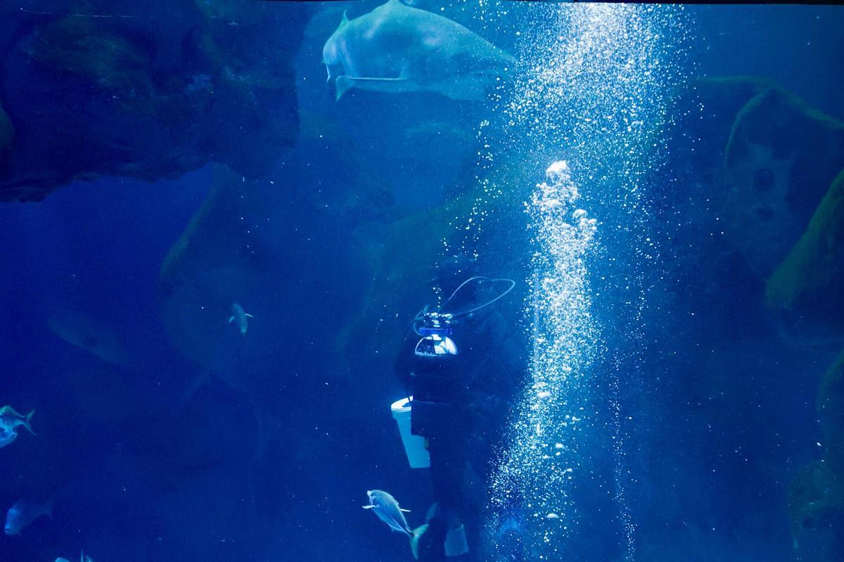 Los tiburones "Currín" y "Elisa", grandes reclamos del Acuario de Gijón (en imágenes)