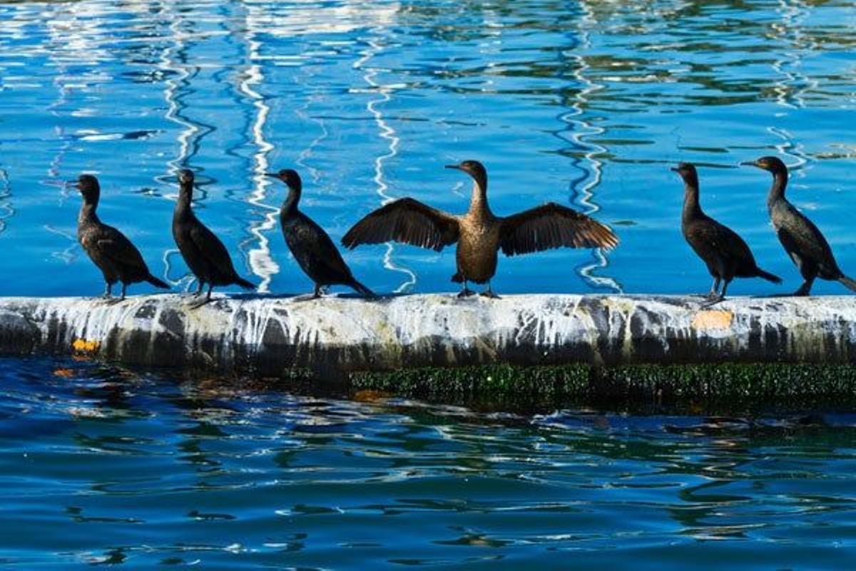 Seal Island, situada a media hora de navegación de Ciudad del Cabo.