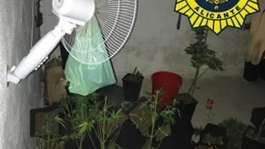 Una fuga de agua destapa un cultivo de marihuana