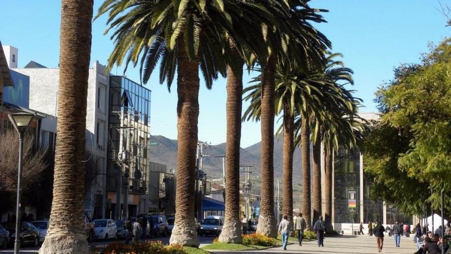 Las palmeras canarias de todo el planeta se enfrentan a una extraña enfermedad