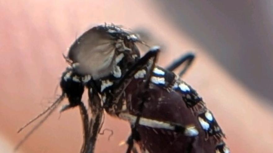 La comarca registra 18 de los 21 mosquitos tigre identificados en Galicia este verano