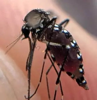 La comarca de O Morrazo registra 18 de los 21 mosquitos tigre identificados en Galicia este verano