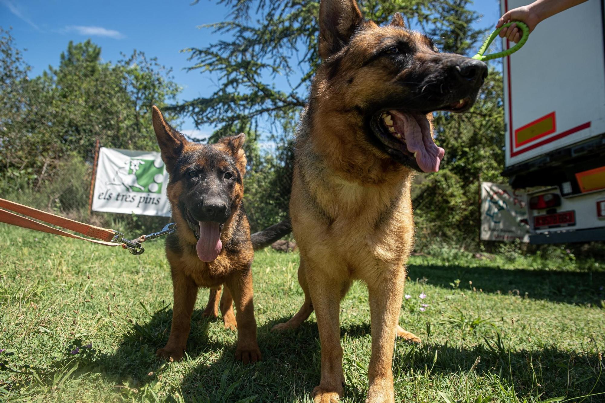 Residències canines:  Tres Pins de Balsareny