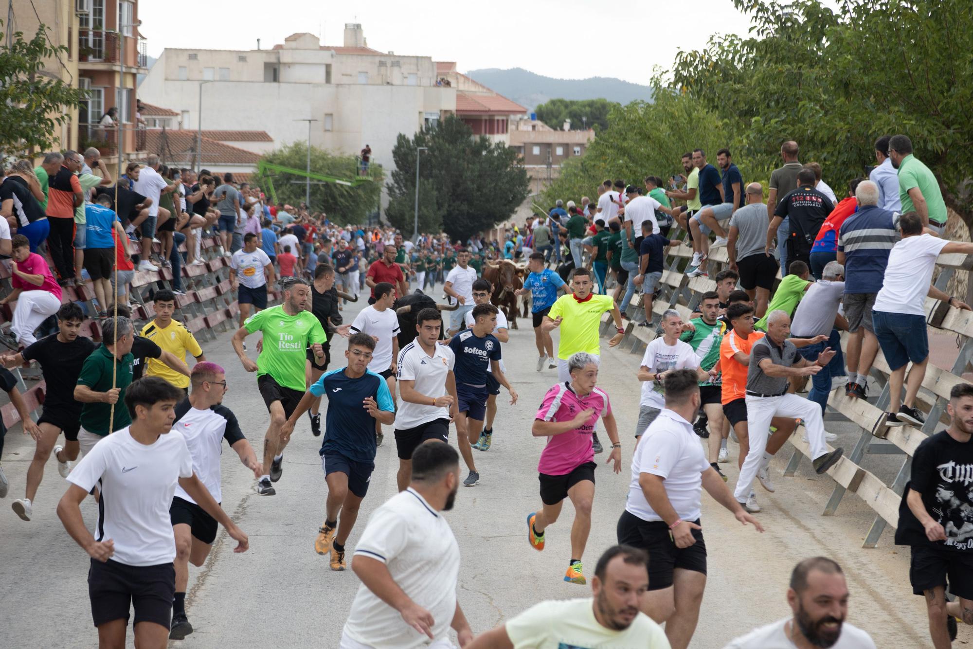 Tercer encierro de la Feria Taurina del Arroz en Calasparra