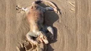 ¿Què és aquesta estranya criatura? Troben un cos «alienígena» en una platja d’Austràlia
