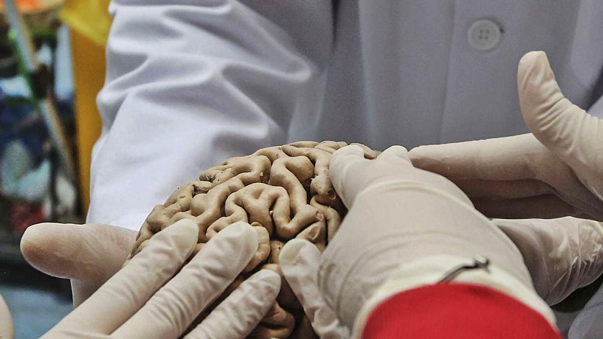 Una investigación sobre el cerebro en el Instituto de Neurociencias de la Miguel Hernández.