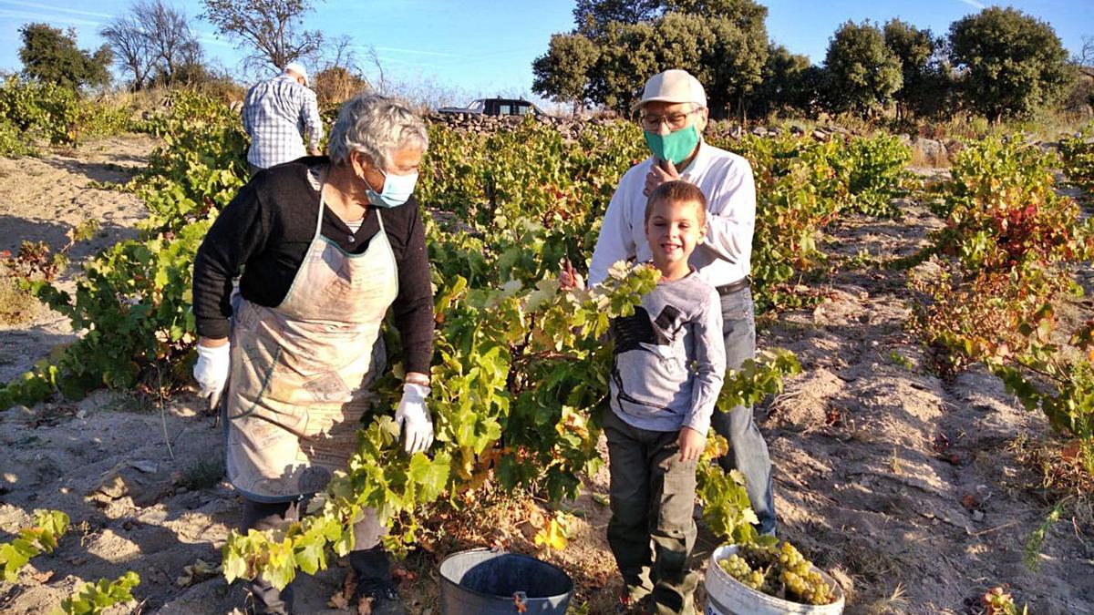 Un grupo de fermosellanos en la recolección de uva de este año. | J. A. de la Torre