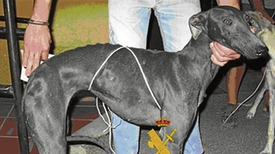 Sorprendidos con tres galgos que acababan de sustraer