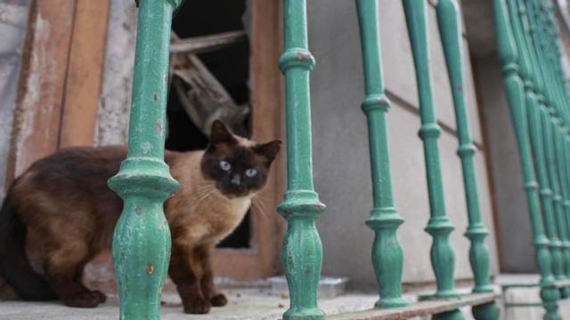 Un gato callejero en Vilagarcía.  | IÑAKI ABELLA