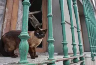 El programa de colonias del CAAN atendió en dos años a 3.000 gatos