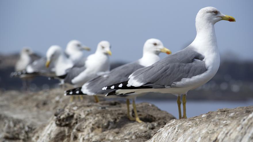 Detectan nuevas gaviotas afectadas por gripe aviar en A Coruña y Sada