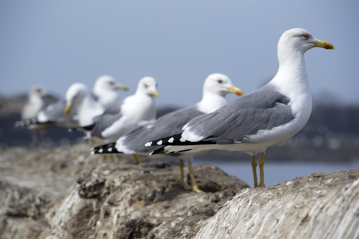 Las gaviotas esparcen semillas de plantas