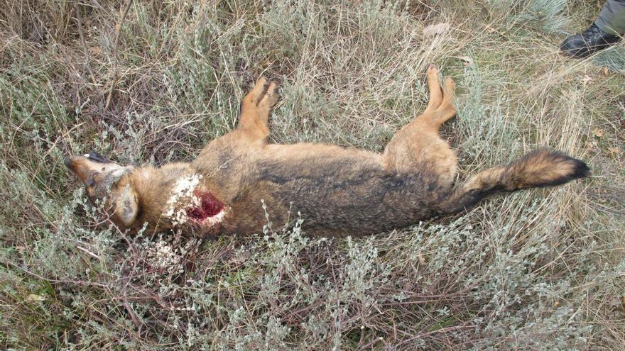 Piden 15 meses para un cazador que mató a una loba y 8 para el encargado de dos perros que dejó sin comida