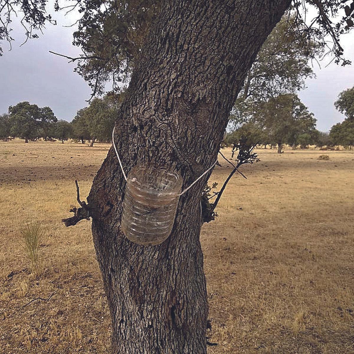 Hay proyectos que luchan contra las plagas que afectan a las encinas para evitar su seca.