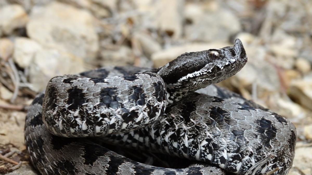 Un exemplar de escurço hocicuda ('Vipera latastei').