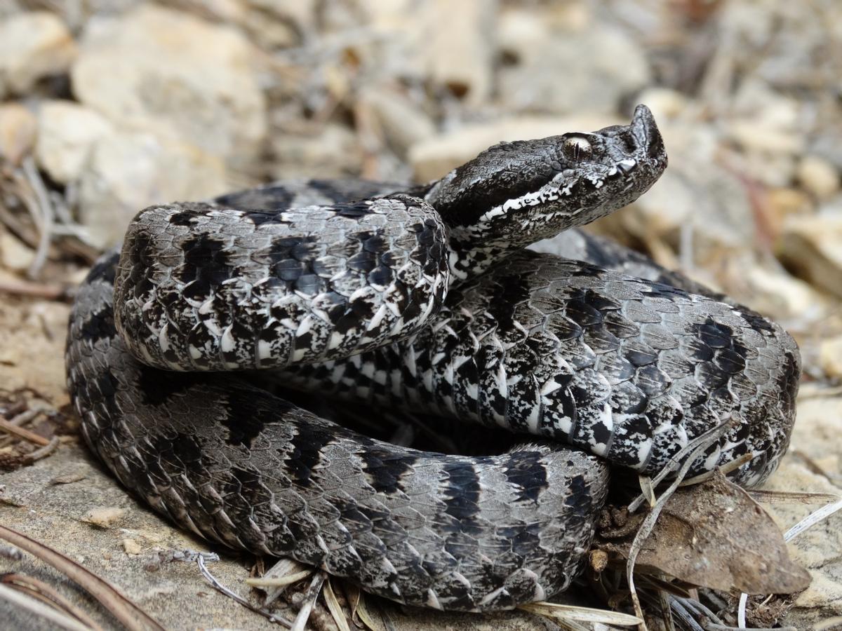 Un ejemplar de víbora hocicuda (Vipera latastei).