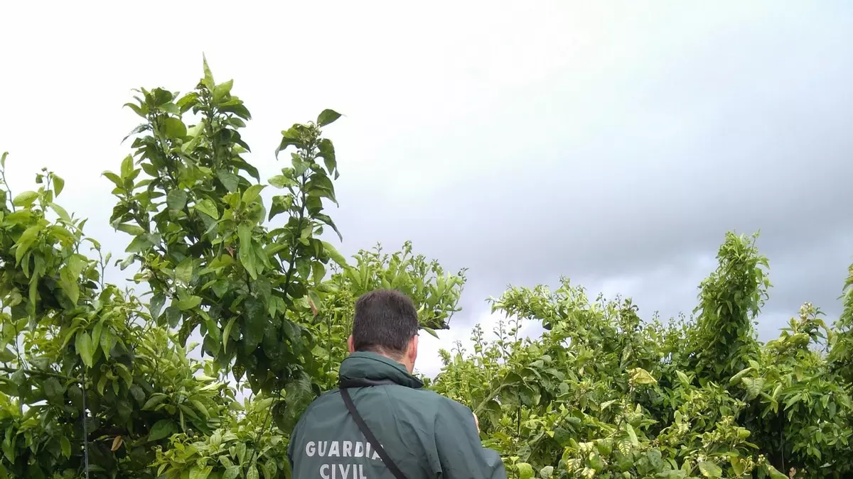 Cuatro detenidos buscados por la Justicia durante una inspección agrícola en Pego