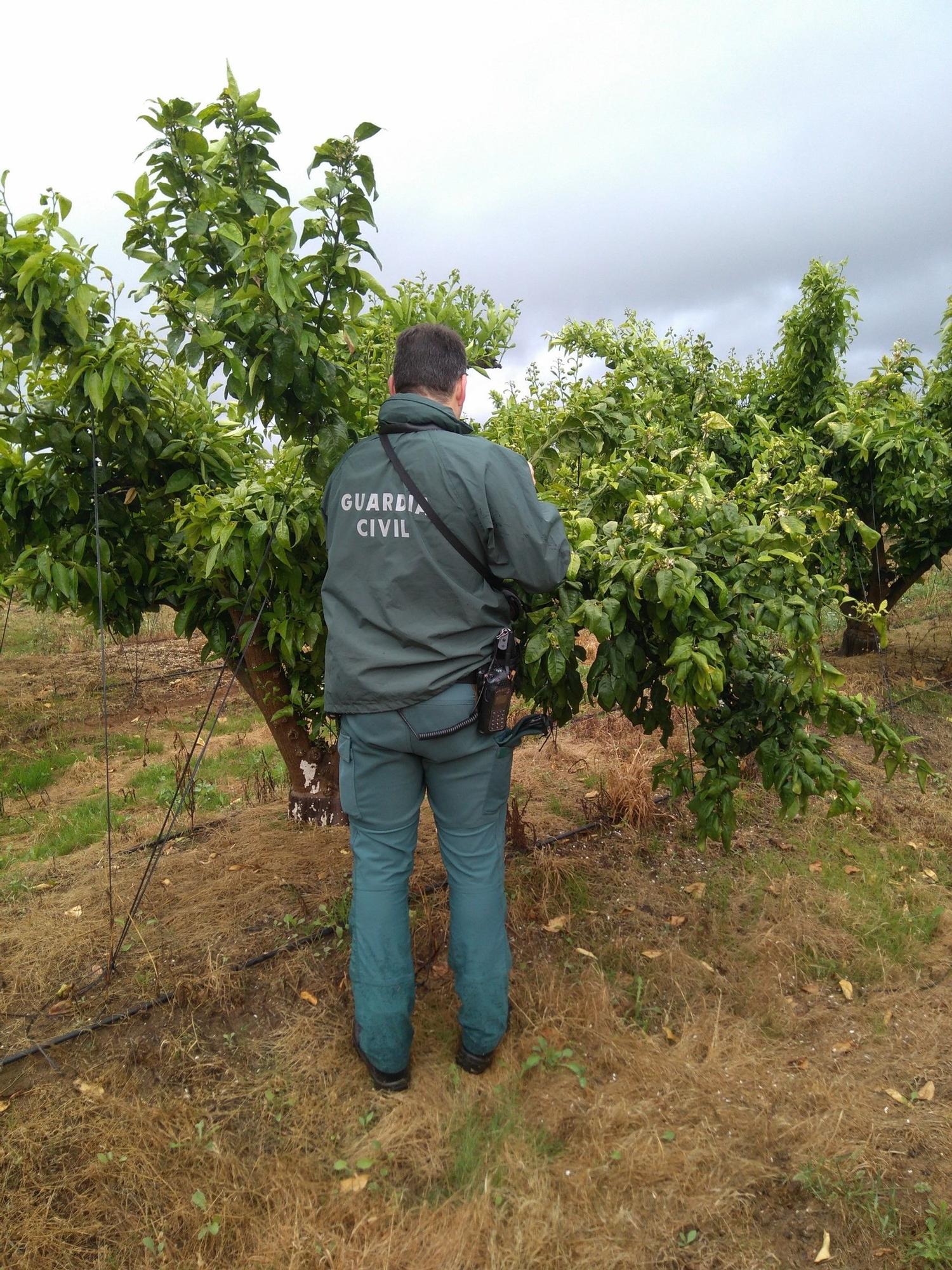 Un guardia civil inspecciona una explotación ilegal de mandarinas orri