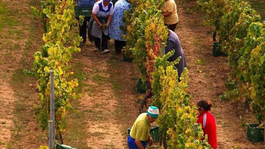 Primeras tareas de vendimia en O Ribeiro. // FdV