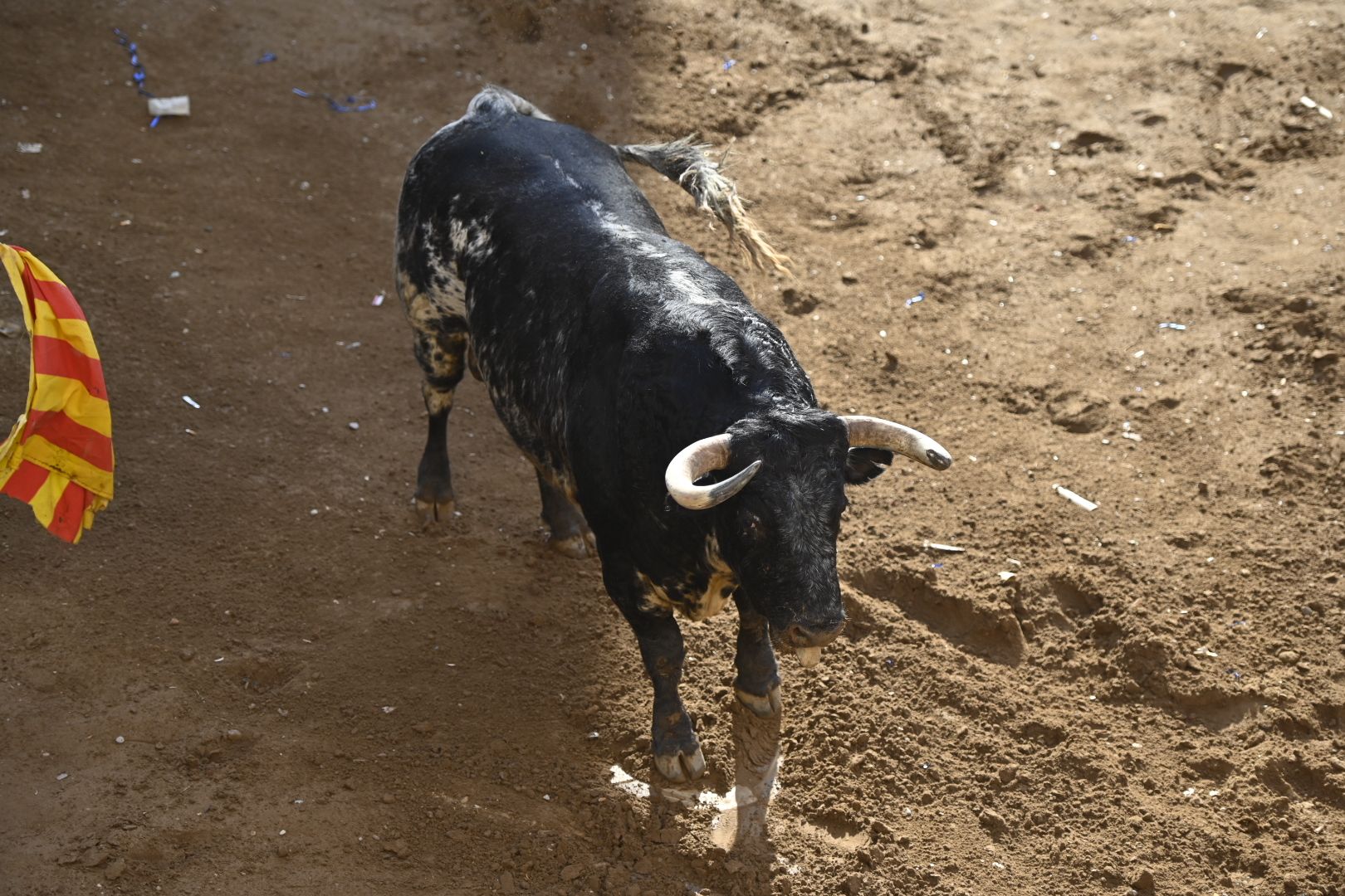Galería | Primera tarde de toros en Almassora