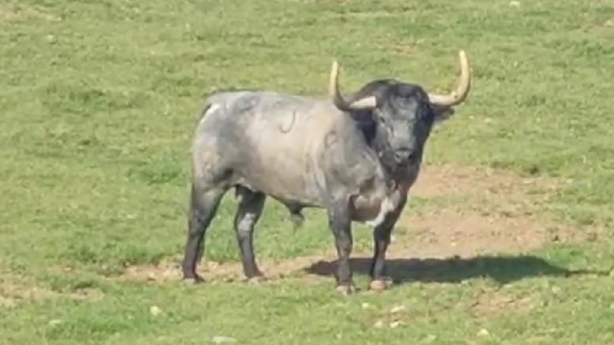 Vídeo: El toro más impresionante de la temporada se exhibirá esta tarde en Almassora