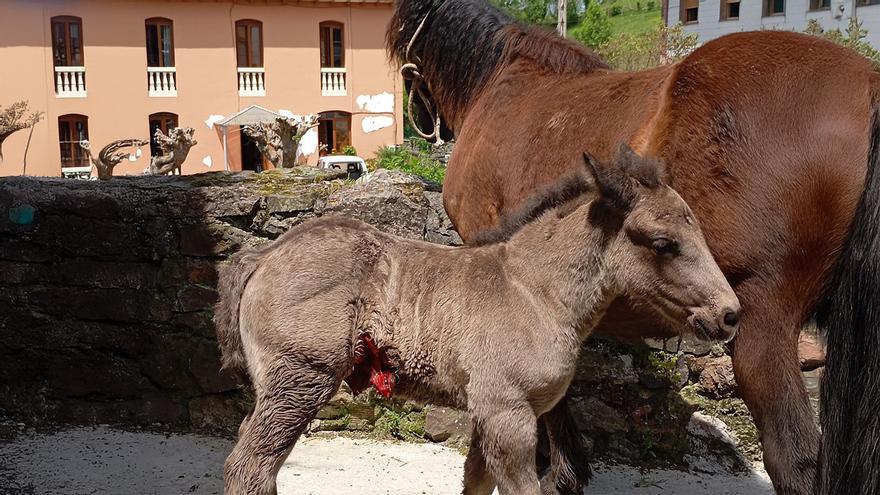 Los ganaderos denuncian que los lobos ya atacan ganado en los pueblos de Morcín: &quot;Es intolerable&quot;