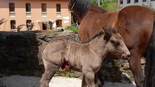 Los ganaderos denuncian que los lobos ya atacan ganado en los pueblos de Morcín: "Es intolerable"